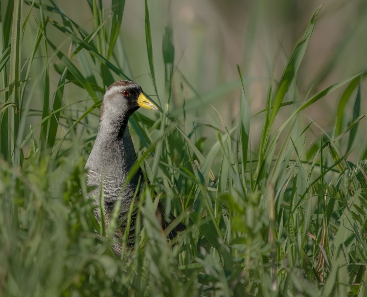 A Sora stands in green grass
