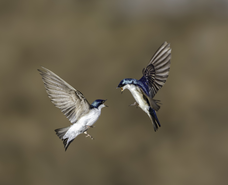 Deux hirondelles bicolores en vol