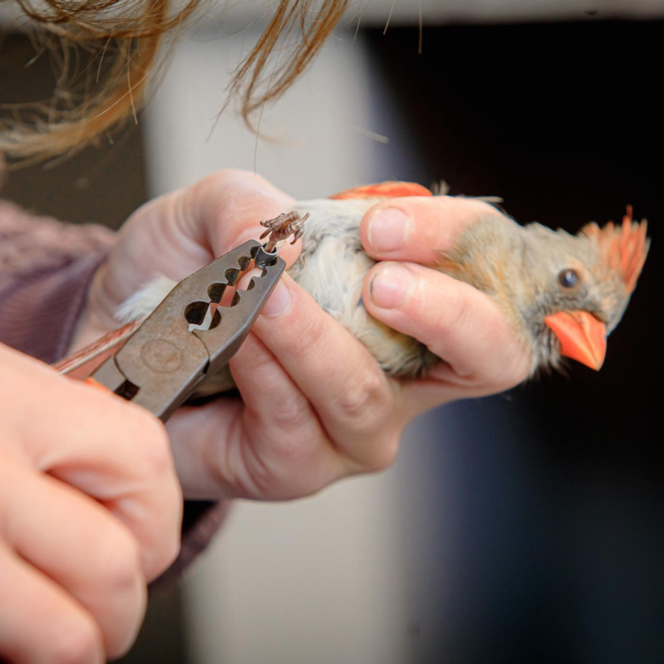 A female Northern Cardinal in hand being banded.