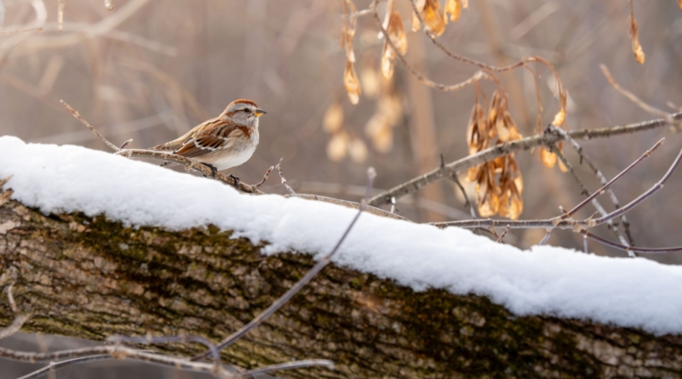 An American Tree Sparrow perched on a snow-laden log.