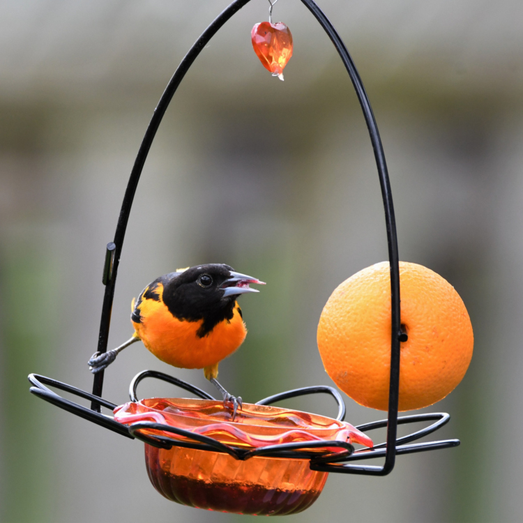 Un oriole de Baltimore mâle près d'une mangeoire pour orioles.
