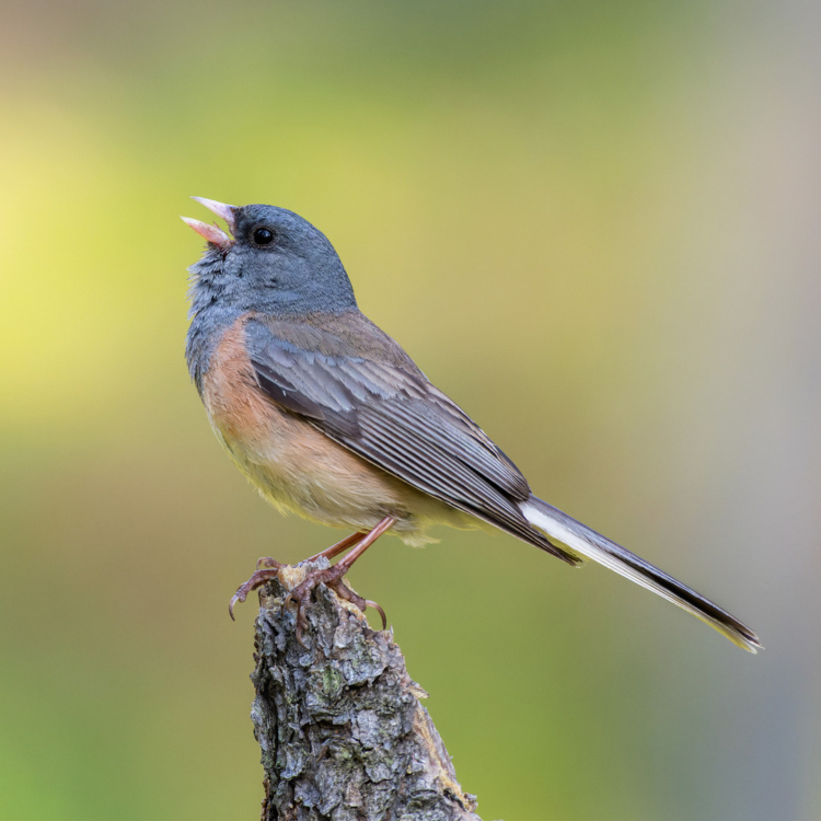 Un junco ardoisé chante perché sur une souche de cyprès.