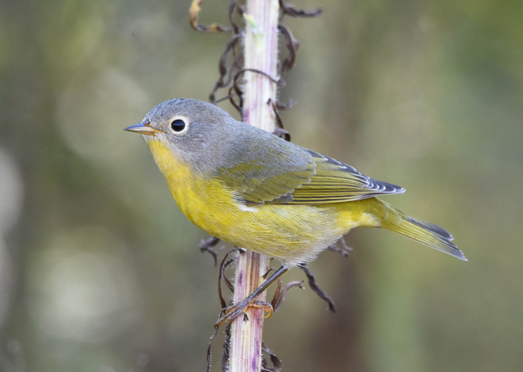 A Nashville Warbler perched on a branch.