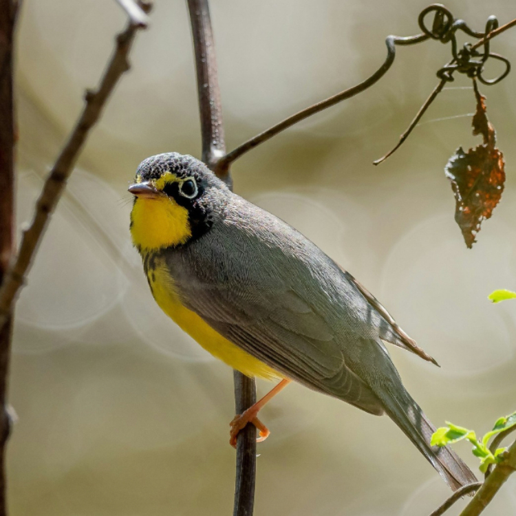 Une Paruline du Canada est perchée sur une fine branche.