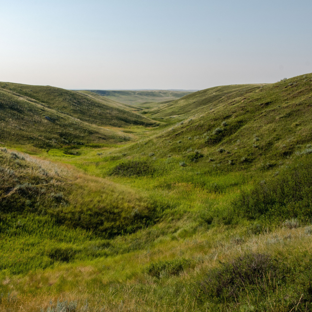 Rolling hills with native grassland.