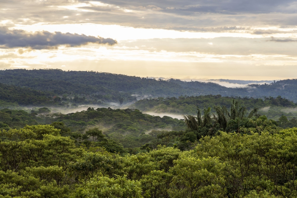 Cloud rainforest in Ecuador.