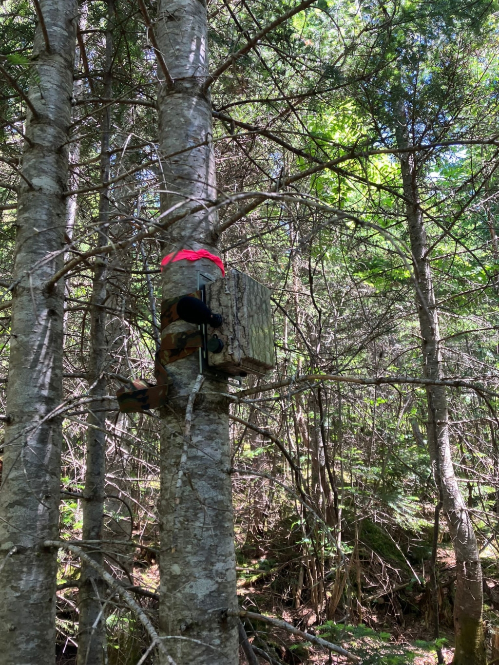 An autonomous recording unit (ARU) deployed on a balsam fir.