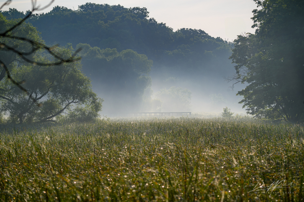 A thick mist hangs over a marsh