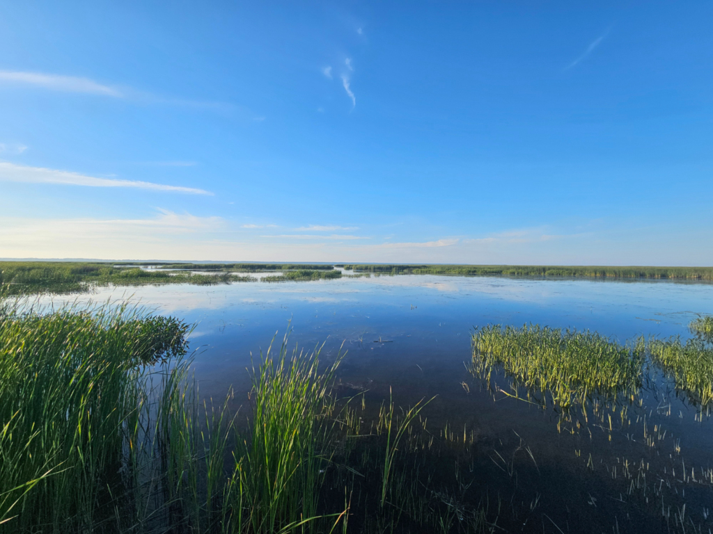 A blue sky reflected in the waters of a marsh
