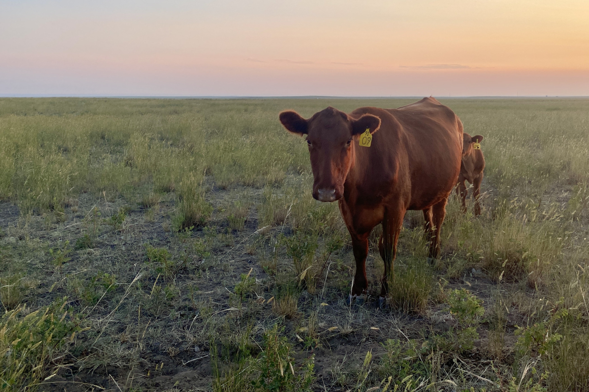 A cow and her calf.