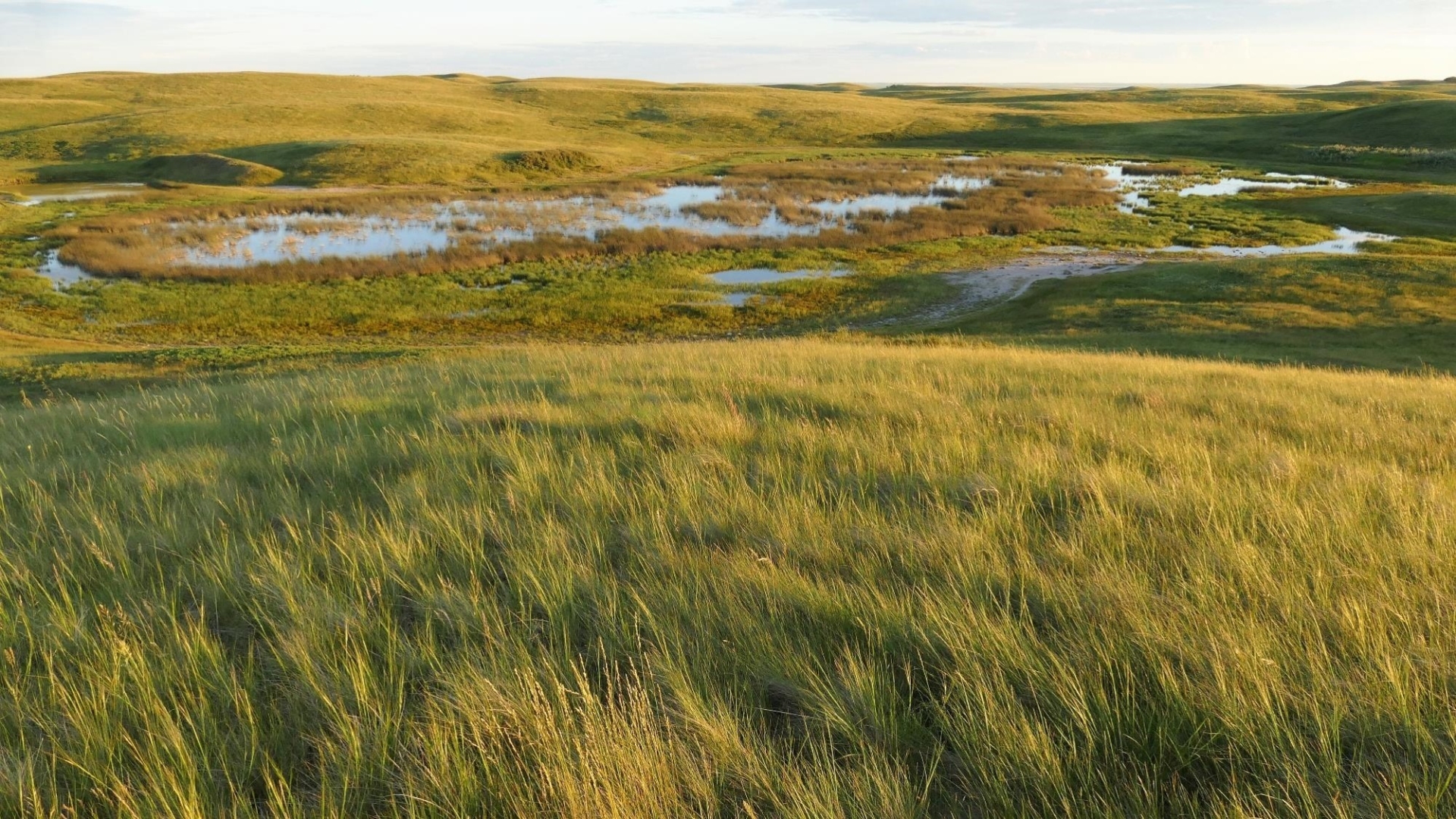 A grassland dotted with small water basins.