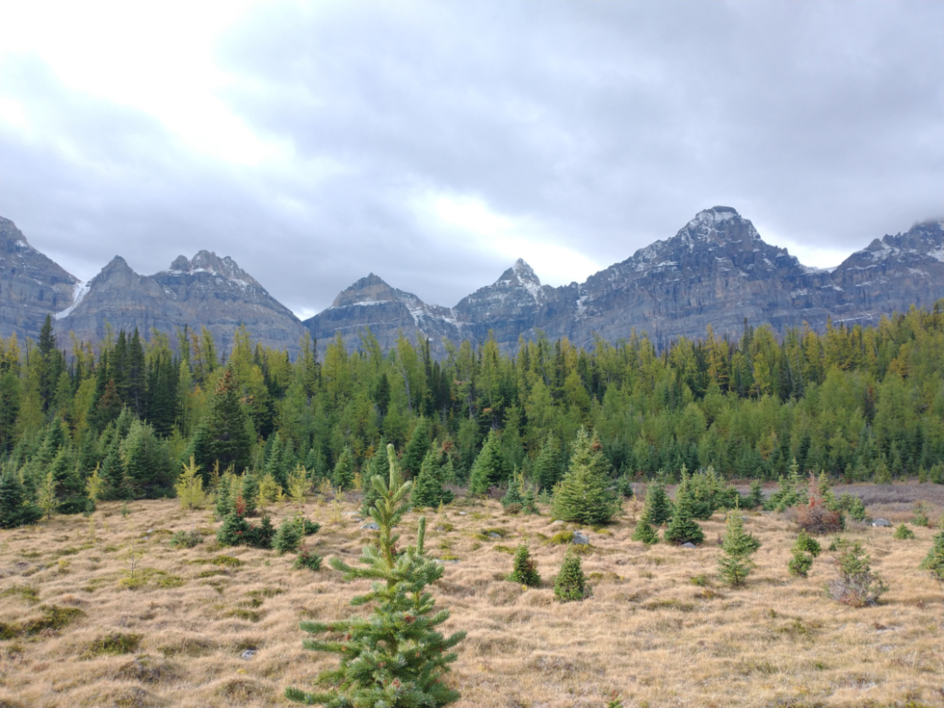 A coniferous tree lot with mountains in the distance.