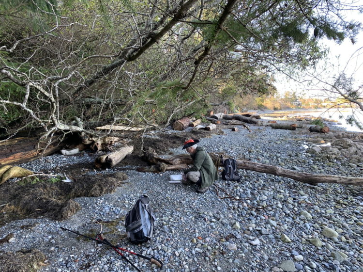 A volunteer finds a gull carcass on the shore.