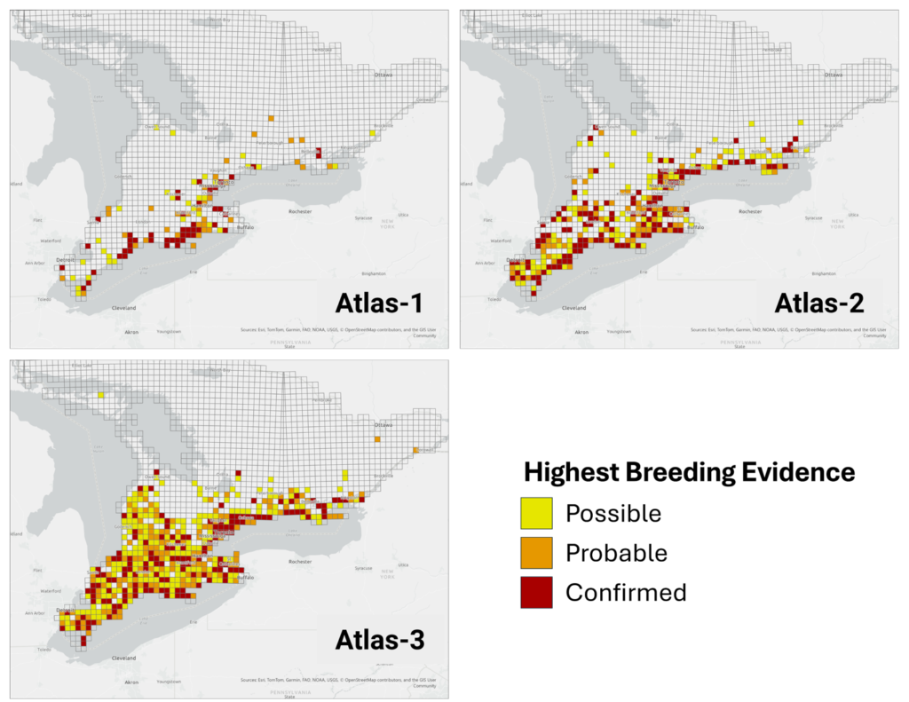 Maps showing the change in distribution and breeding evidence for Orchard Orioles between Atlas-1 (1981–1985), Atlas-2 (2001–2005), and Atlas-3 (2021–2025).