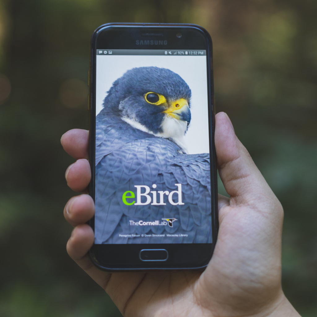 A mobile phone is held in had showing the eBird application.