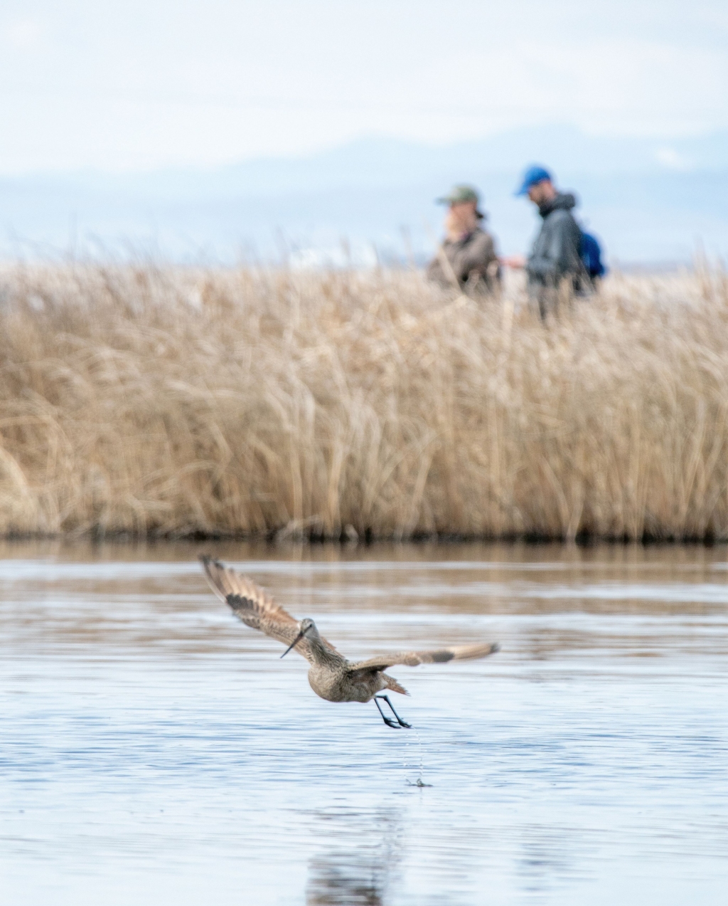A Marbled Godwit flies, while two people look on