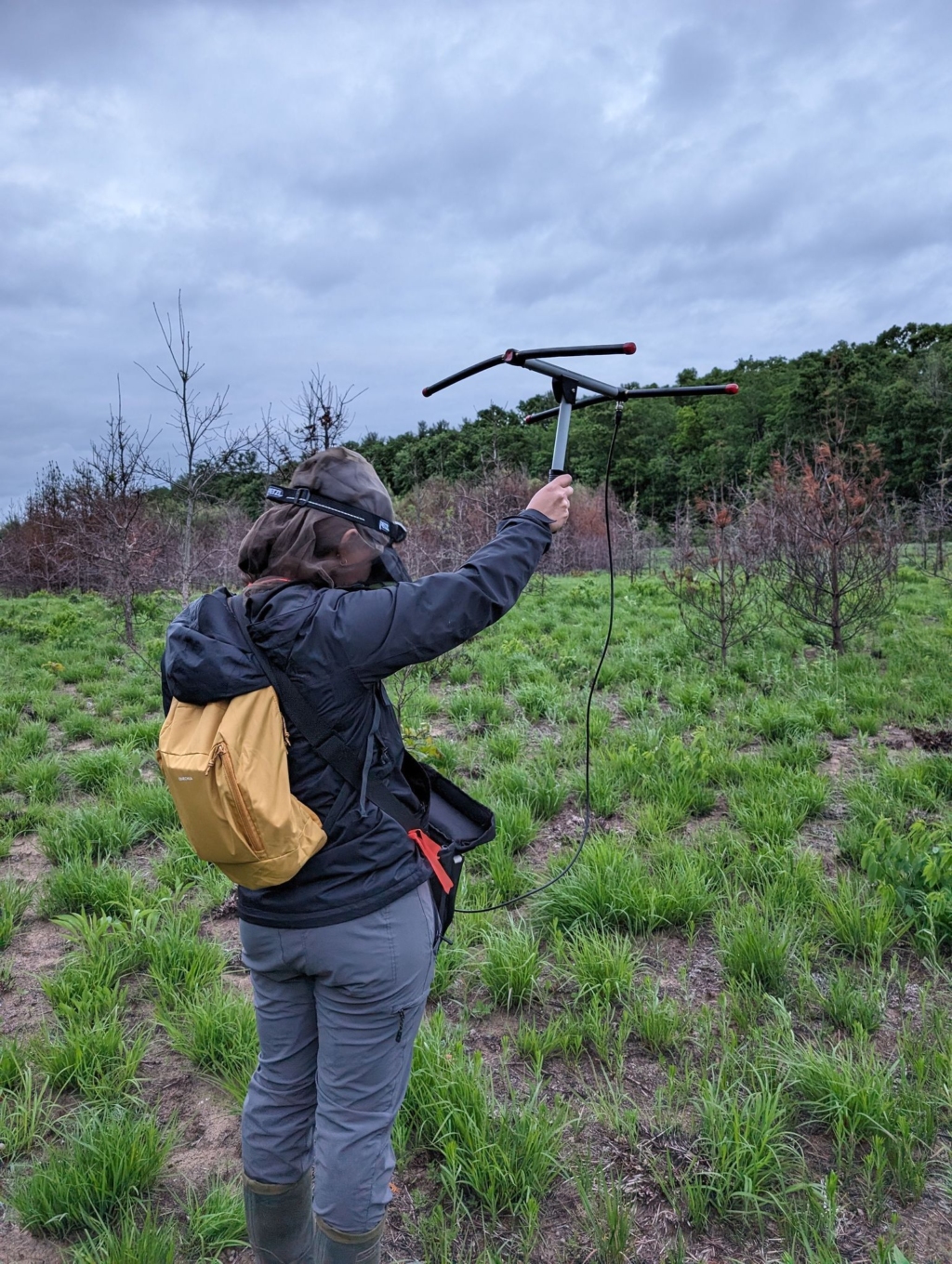 A staff member uses a telemetry receiver in the field.