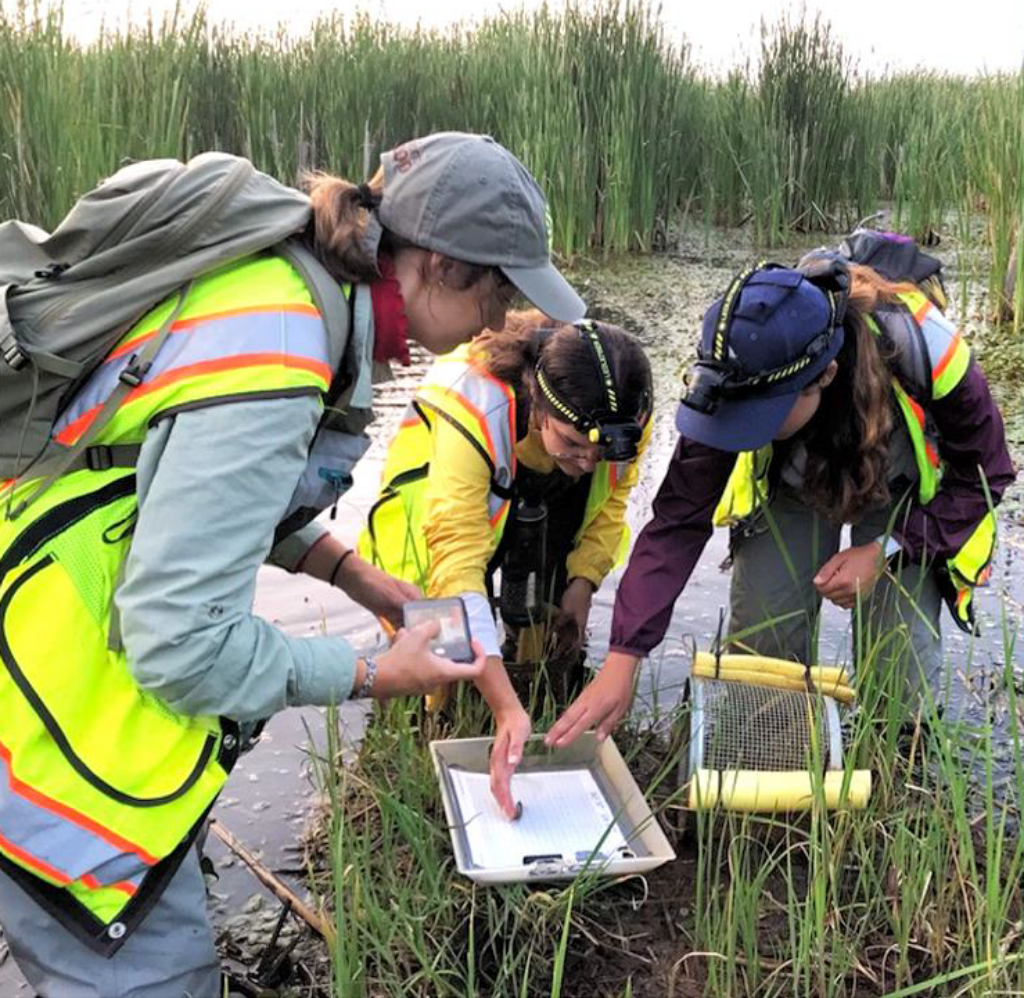 Young professionals surveying tadpoles.