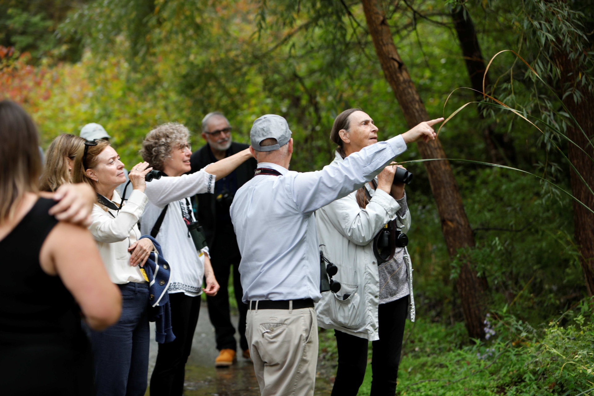 Group of eight people birding together in forested area, pointing into the trees