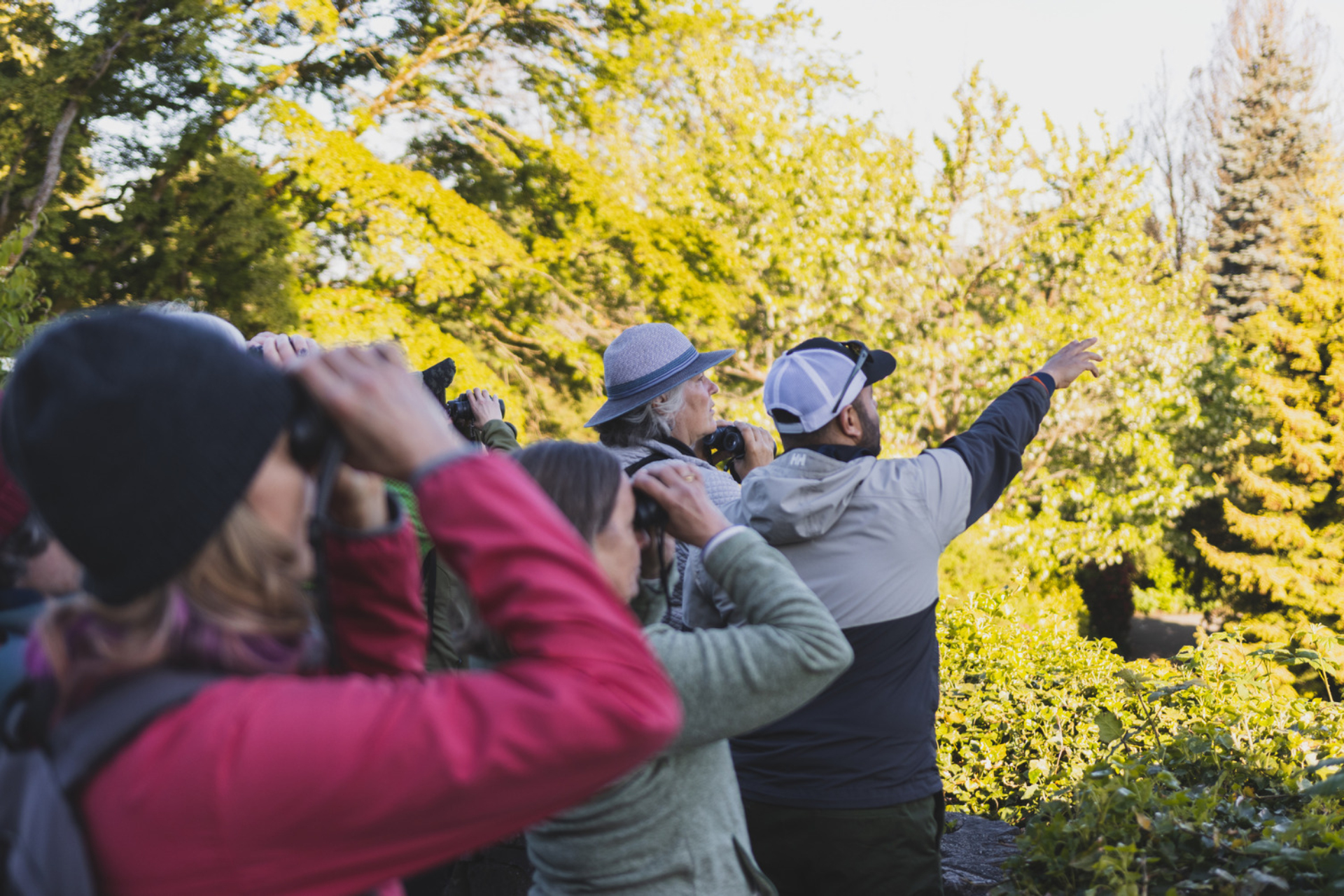 Group of birders out in Queen Elizabeth Park in Vancouver look to the right with binoculars pointed up as the guide in the middle points out of the frame and into the trees.