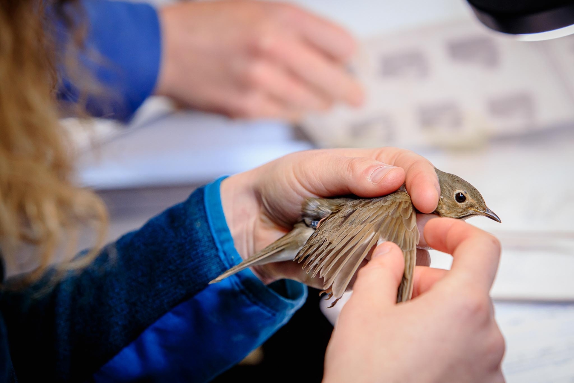 A Swainson's Thrush being banded at LPBO.