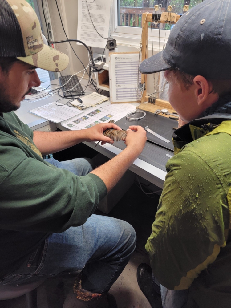 A workshop participant observes a bird banding demonstration.