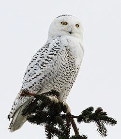snow_jane_ogilvie