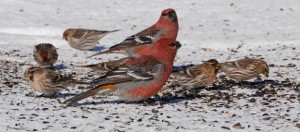 How Many Birds Are At Your Feeders?