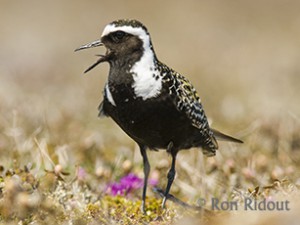 Partnering for Grassland Conservation