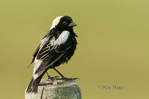Bobolink