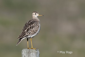 Upland Sandpiper