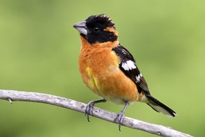 British Columbia’s First Breeding Bird Atlas Published