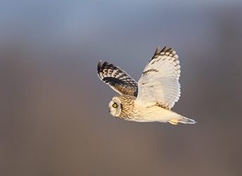 Birding in Virginia: From the Coastal Plain to the Piedmont