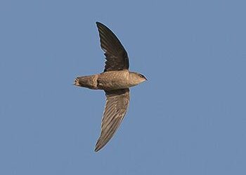 Volunteers Needed for Chimney Swift Surveys