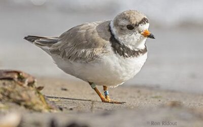 Endangered Piping Plover Pays a Visit