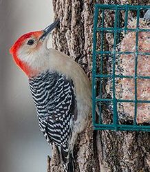 Project FeederWatch: Thirty, Birdy, and Thriving