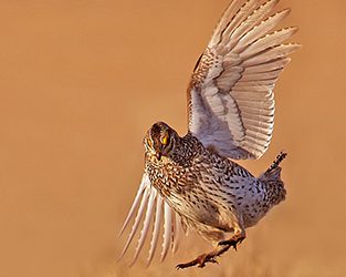Spring Research and Conservation Updates in BirdWatch Canada