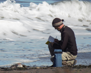 Monitoring Coastal Bird Mortality in Québec