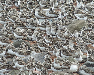 Giving Shorebirds More “Space to Roost” in Nova Scotia’s Minas Basin