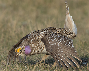 Funding Available for Canadian Bird Research and Conservation Projects