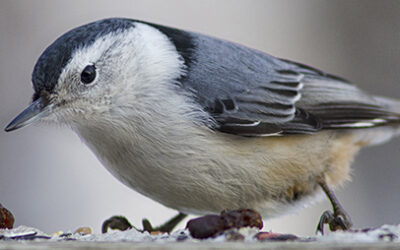 Project FeederWatch Celebrates 30 Years of Fun and Science
