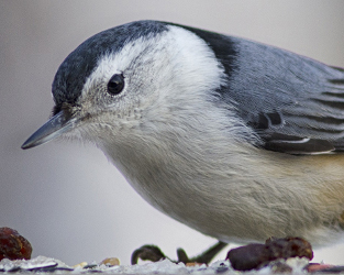 Join Project FeederWatch and Have Fun Helping Birds
