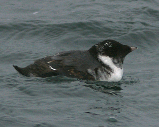 Safeguarding the Seabirds of Haida Gwaii