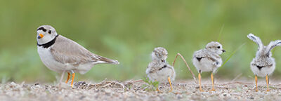 Friends Across the Flyway