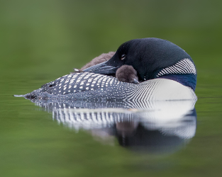 Keep an Eye on Loons This Summer
