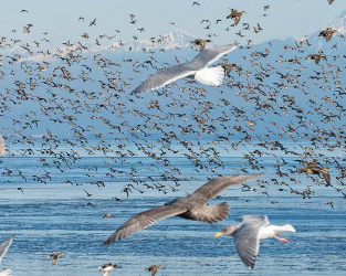 Waterbirds Adapt as Bald Eagles Recover