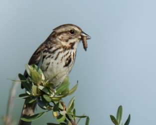 Season Two of Saskatchewan’s Breeding Bird Atlas is on Now