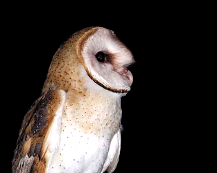 The Vancouver International Bird Festival is on from August 19-26!