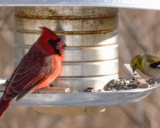 Join Project FeederWatch – a Fascinating Way to Help Birds!