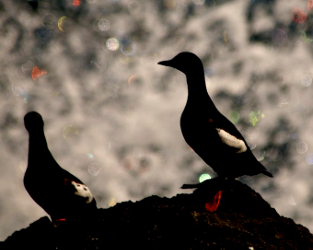 Explore Waterbird Hotspots in BC with New Maps